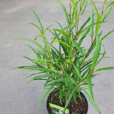 Крушина ломкая Файн Лайна (Sorbus aucuparia Fine Line), C31